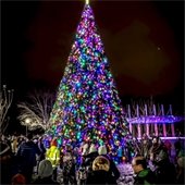 picture of Christmas tree with lights
