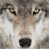 Picture of a wolf