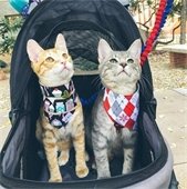 Cats dressed up