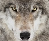 Wolves, Coyote and Foxes presentation at The Lodge on Thursday, November 16 at 10am.  Please pre-register.