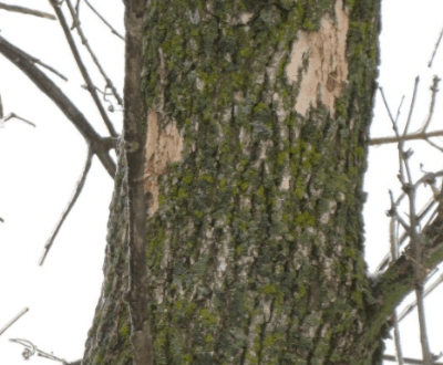 Tree with bark missing